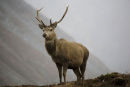 Red Deer